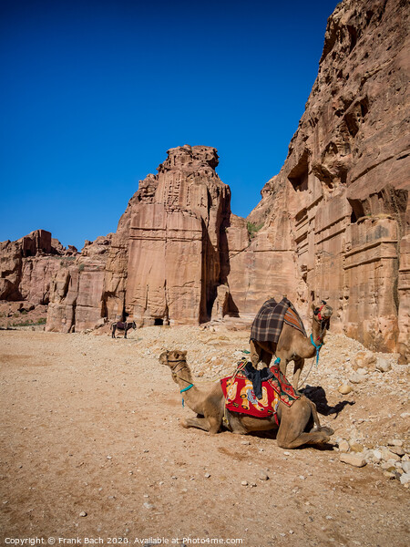 Dwellings homes in Petra lost city  Picture Board by Frank Bach