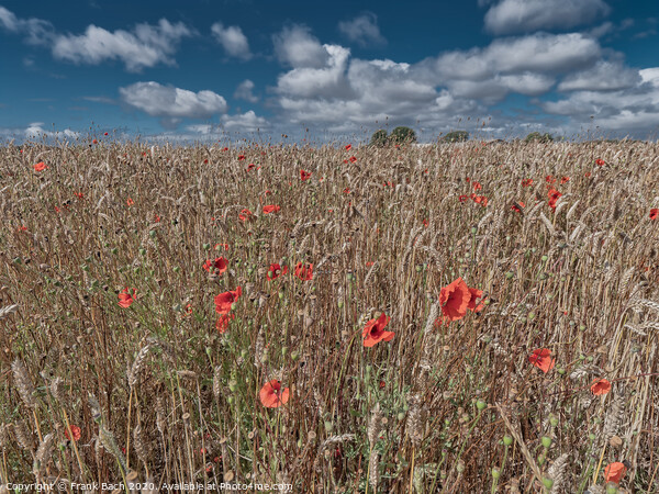 Poppies in a field on Funen in Denmark Picture Board by Frank Bach