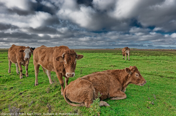 Grazing cows in the meadows of Skjern in Denmark Picture Board by Frank Bach