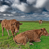 Buy canvas prints of Grazing cows in the meadows of Skjern in Denmark by Frank Bach