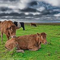 Buy canvas prints of Grazing cows in the meadows of Skjern in Denmark by Frank Bach