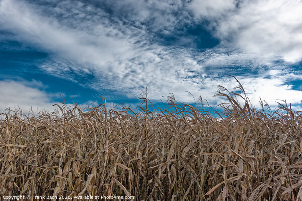 Corn field dried out in the meadows of Skjern in Denmark Picture Board by Frank Bach