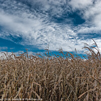 Buy canvas prints of Corn field dried out in the meadows of Skjern in Denmark by Frank Bach