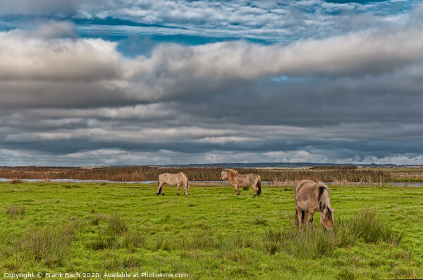 Wild horses in the meadows of Skjern in Denmark Picture Board by Frank Bach