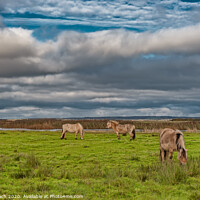 Buy canvas prints of Wild horses in the meadows of Skjern in Denmark by Frank Bach