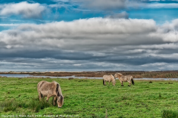 Wild horses in the meadows of Skjern in Denmark Picture Board by Frank Bach