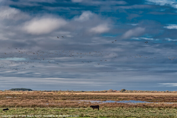Cows grazing in the meadows wetlands of Skjern in Denmark Picture Board by Frank Bach