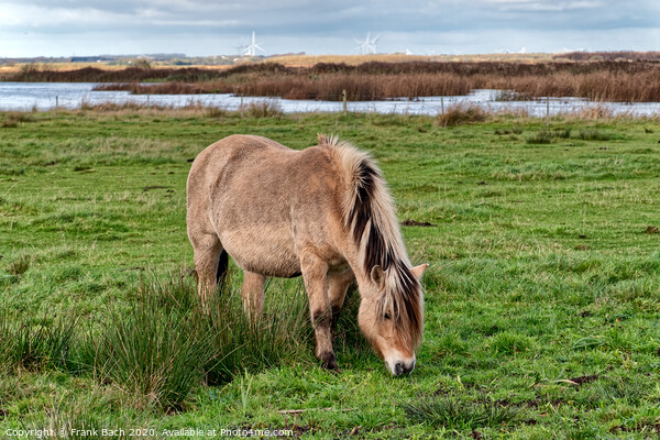 Wild horse in the meadows of Skjern in Denmark Picture Board by Frank Bach