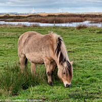 Buy canvas prints of Wild horse in the meadows of Skjern in Denmark by Frank Bach