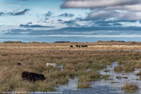Cows grazing in the meadows wetlands of Skjern in Denmark Picture Board by Frank Bach
