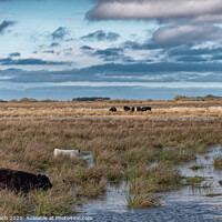 Buy canvas prints of Cows grazing in the meadows wetlands of Skjern in Denmark by Frank Bach