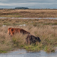 Buy canvas prints of Cows grazing in the meadows wetlands of Skjern in Denmark by Frank Bach