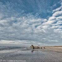 Buy canvas prints of Bunker Mules horses on Blaavand Beach, North Sea coast, Denmark by Frank Bach