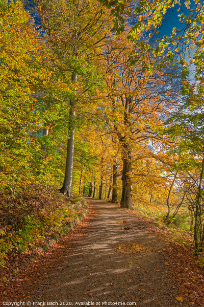 Golden autumn forest near Vejle Tirsbaek, Denmark  Picture Board by Frank Bach