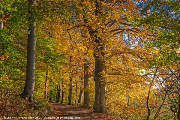 Golden autumn forest near Vejle Tirsbaek, Denmark  Picture Board by Frank Bach
