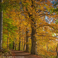Buy canvas prints of Golden autumn forest near Vejle Tirsbaek, Denmark  by Frank Bach