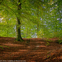 Buy canvas prints of Golden autumn forest near Vejle Tirsbaek, Denmark  by Frank Bach