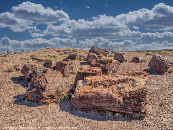 Petrified Forest near Holbrook, Arizona  Picture Board by Frank Bach