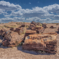 Buy canvas prints of Petrified Forest near Holbrook, Arizona  by Frank Bach