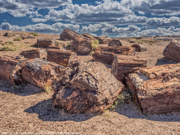 Petrified Forest near Holbrook, Arizona  Picture Board by Frank Bach