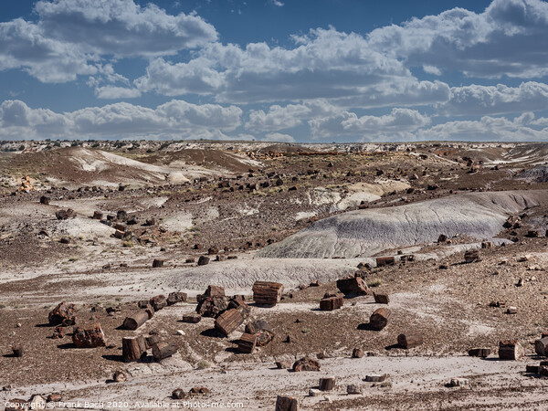 Petrified Forest near Holbrook, Arizona  Picture Board by Frank Bach