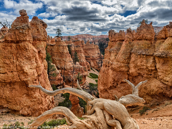 Bryce Canyon hoodoos Navajo Trail, Utah Picture Board by Frank Bach