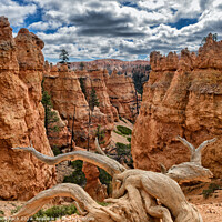 Buy canvas prints of Bryce Canyon hoodoos Navajo Trail, Utah by Frank Bach