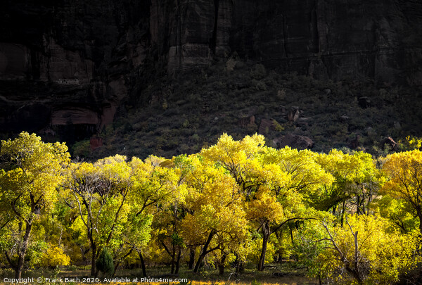 Autumn leaves in Zion National Park, Utah Picture Board by Frank Bach