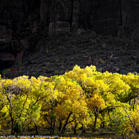 Buy canvas prints of Autumn leaves in Zion National Park, Utah by Frank Bach