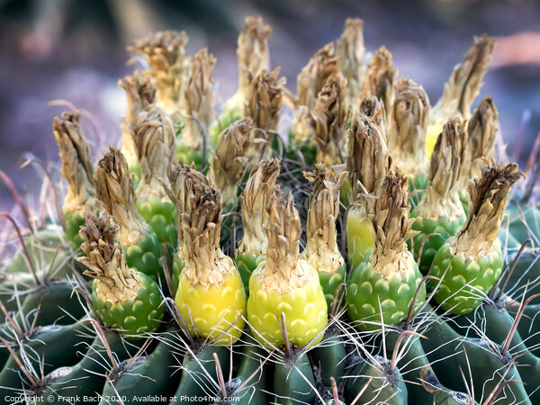 Ferocactus with fruits from Phoenix, Arizona Picture Board by Frank Bach