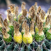 Buy canvas prints of Ferocactus with fruits from Phoenix, Arizona by Frank Bach