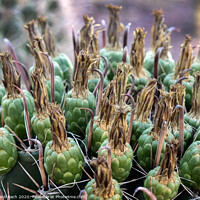 Buy canvas prints of Ferocactus with fruits from Phoenix, Arizona by Frank Bach