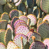 Buy canvas prints of Opuntia cacti with buds and spines by Frank Bach