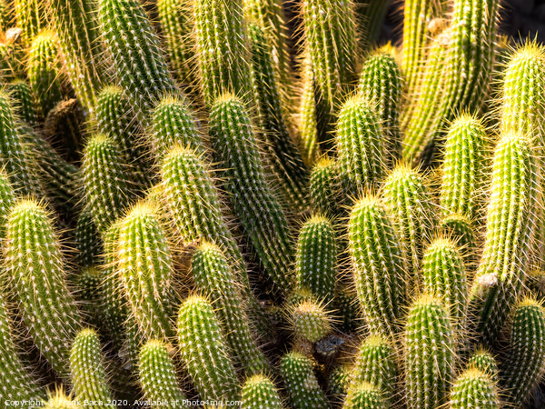 Hedgehog barrel cacti in a bunch Picture Board by Frank Bach