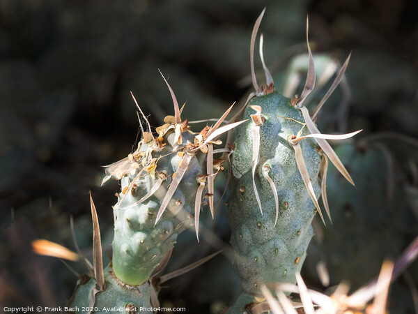 Tephrocatus on a very hot day Picture Board by Frank Bach