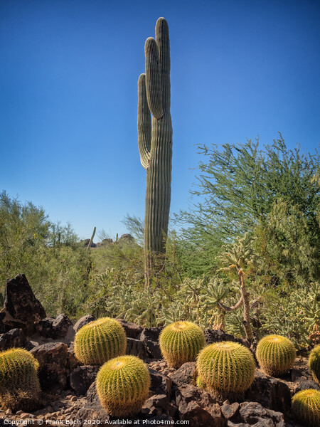Saguaro and Echinocatus Grusonii on a hot day Picture Board by Frank Bach