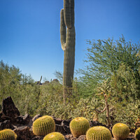 Buy canvas prints of Saguaro and Echinocatus Grusonii on a hot day by Frank Bach