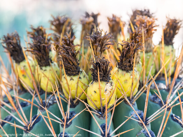 Ferocactus with fruits from Phoenix, Arizona Picture Board by Frank Bach