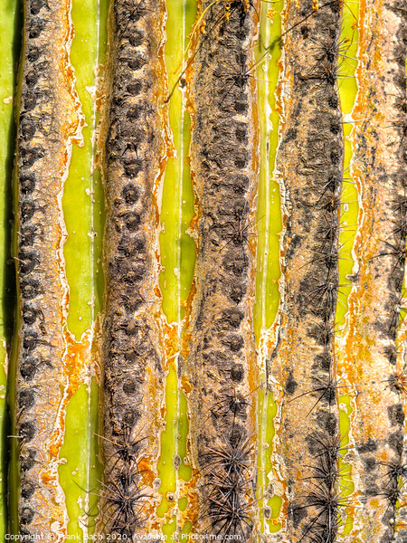 Close up of a Saguaro stem Picture Board by Frank Bach