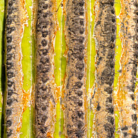 Buy canvas prints of Close up of a Saguaro stem by Frank Bach