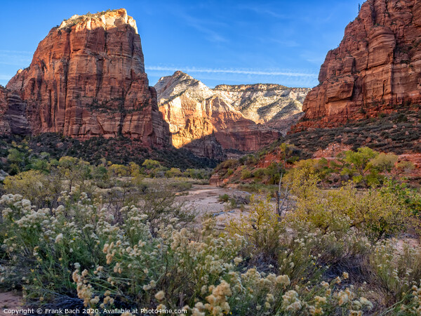 Zion National Park Angels landing, Utah Picture Board by Frank Bach