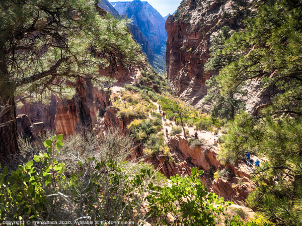 Zion National Park from the track to Angels landing, Utah Picture Board by Frank Bach