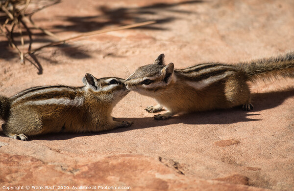 Two chipmunks in free nature Picture Board by Frank Bach