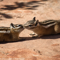 Buy canvas prints of Two chipmunks in free nature by Frank Bach