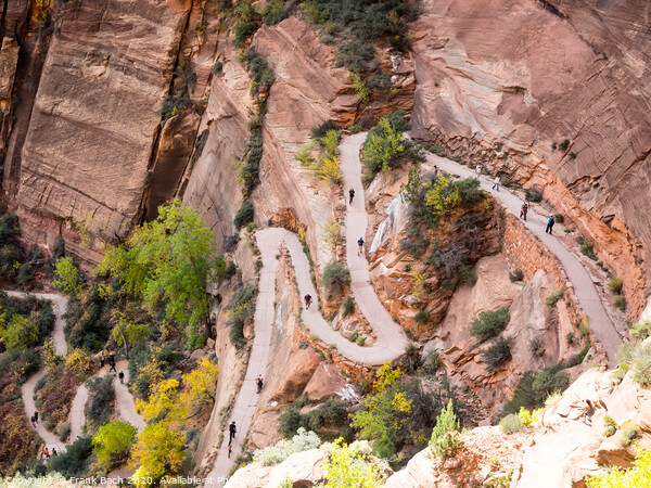 Walter's wiggles Path to Angels Landing in Zion national park Picture Board by Frank Bach