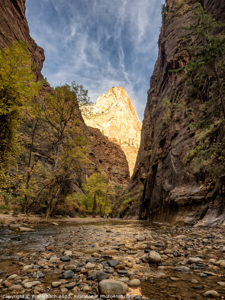 Entrance to the Narrows Zion national park, Utah Picture Board by Frank Bach