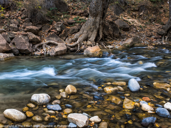 Creek in the Narrows Zion national park, Utah Picture Board by Frank Bach