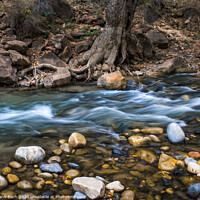 Buy canvas prints of Creek in the Narrows Zion national park, Utah by Frank Bach