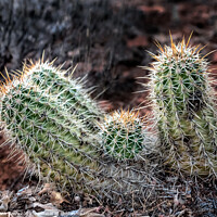 Buy canvas prints of Hedgehog barrel cacti in a bunch by Frank Bach