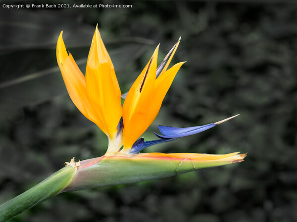 Tropical flower strelitzia, bird of paradise Picture Board by Frank Bach